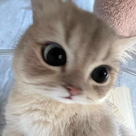 will-you-be-mine